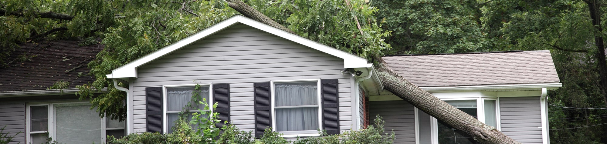 Fallen Tree Damage—Who Pays?